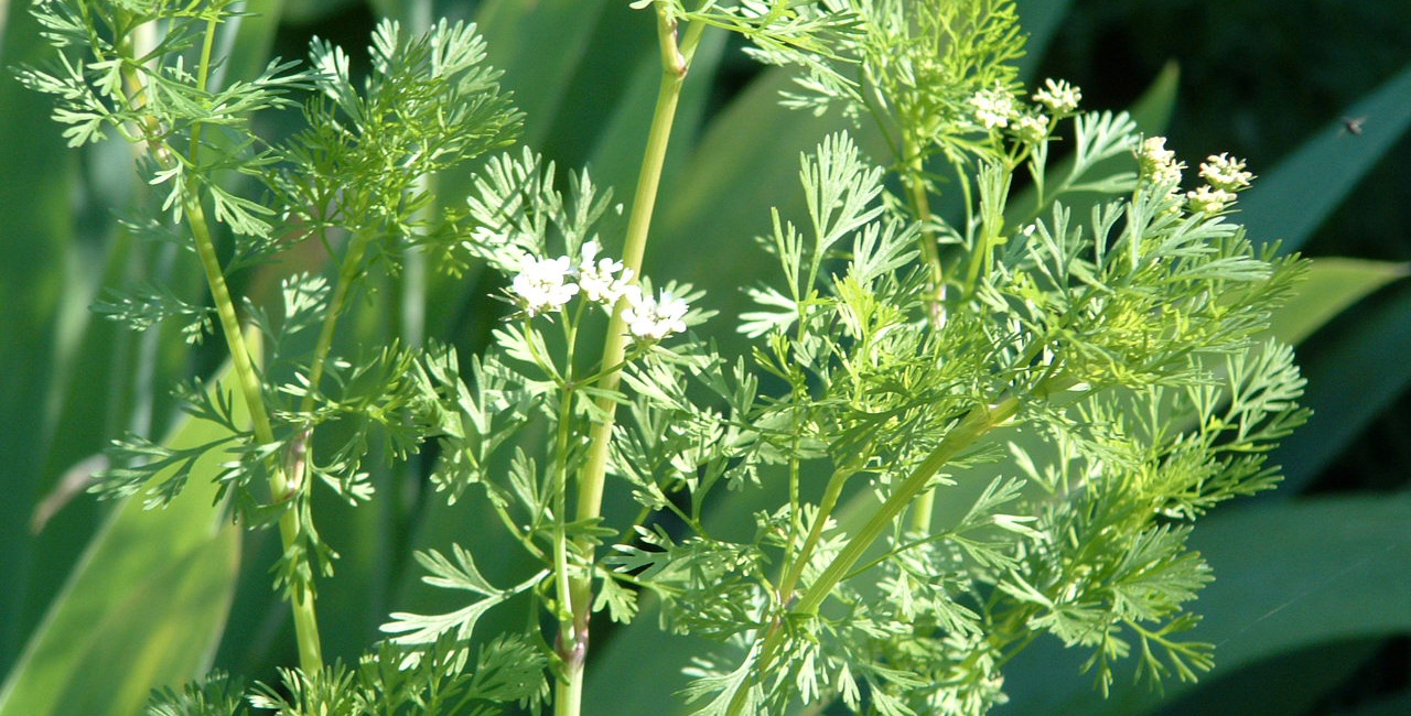 Plante aromatique