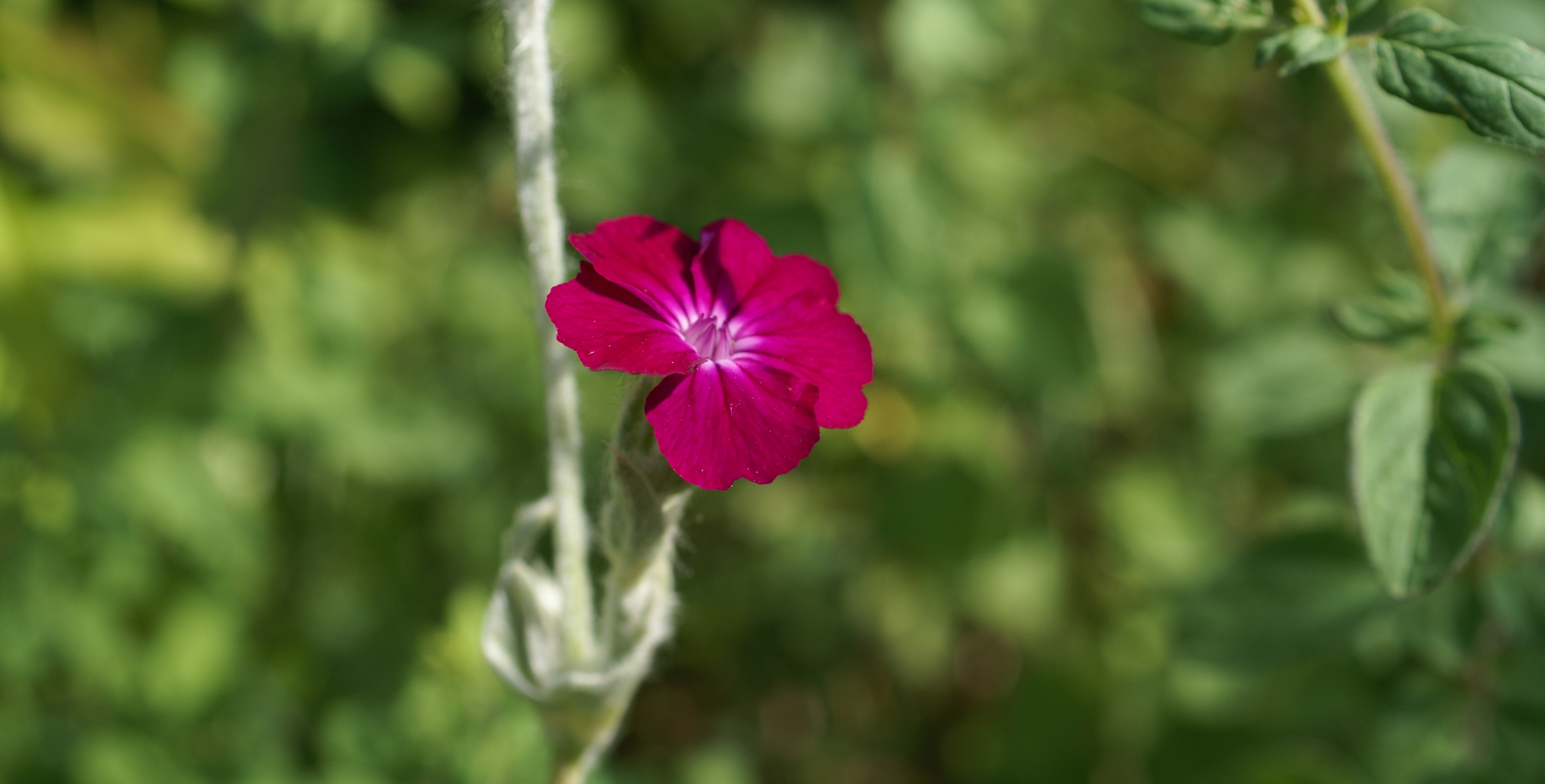 Plante ornementale