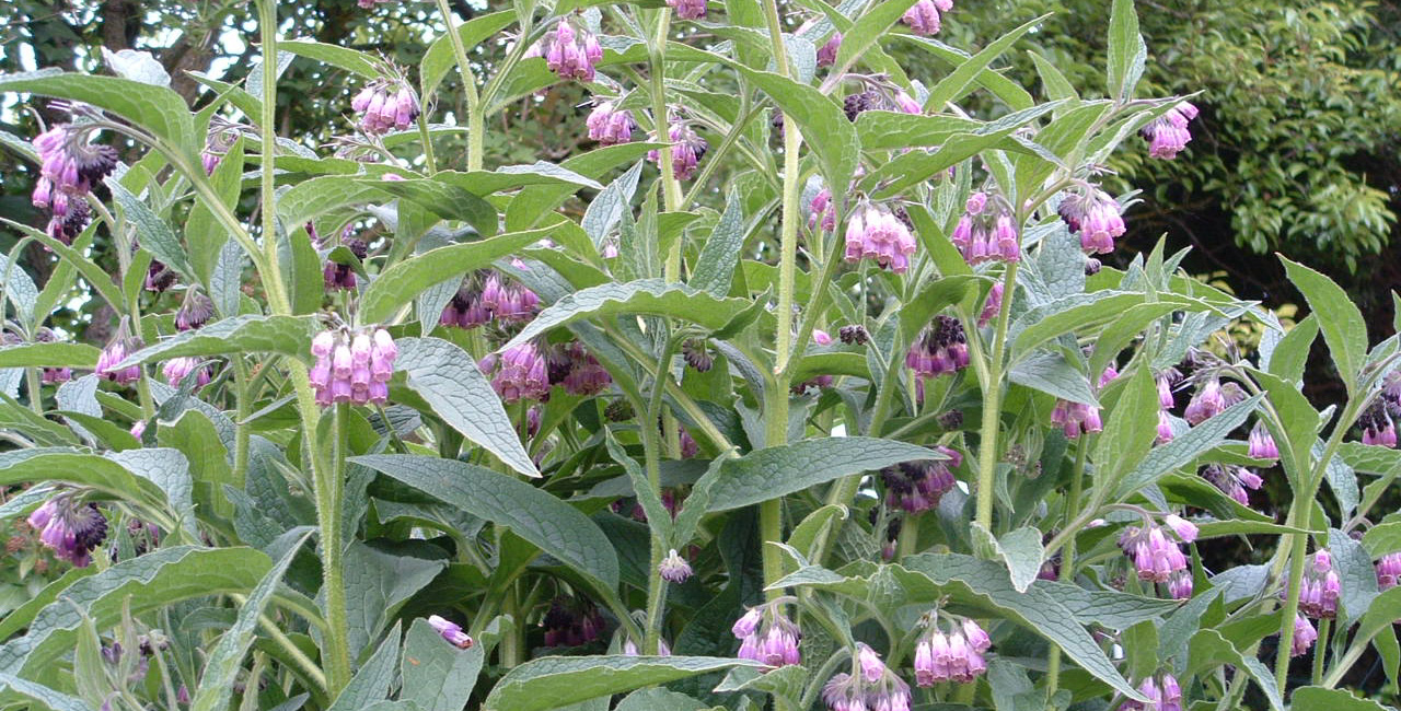 Plante médicinale