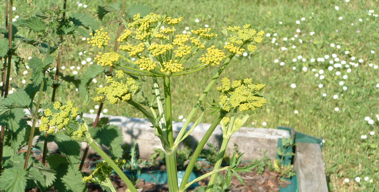 Plante médicinale